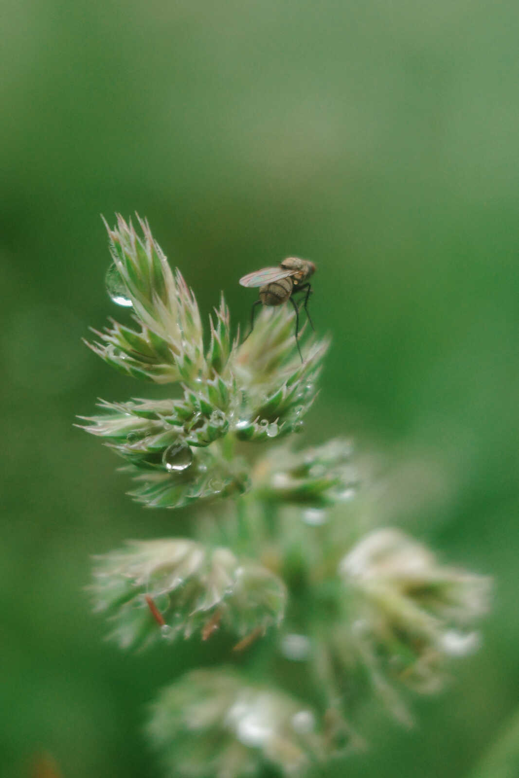 A fly rests atop a green plant stem dotted with water droplets. The background is soft green and out of focus.