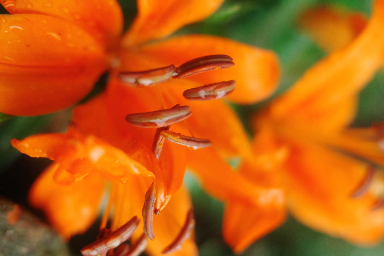 Close-up of vibrant orange lilies with prominent brown stamens. Green foliage is visible in the blurred background. The petals appear slightly wet.