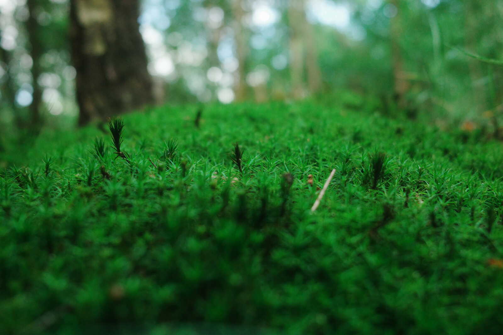 Close-up of a forest floor covered in lush green moss. Sparse small pine saplings sprout from the mossy ground amidst scattered twigs. Trees are blurred in background.
