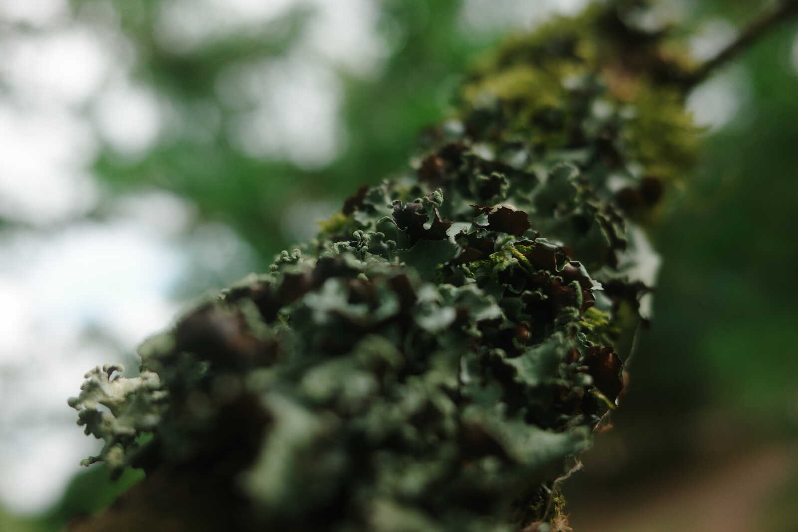 Close-up of textured gray-green lichen growing on a branch against a blurred green background with hints of sky.