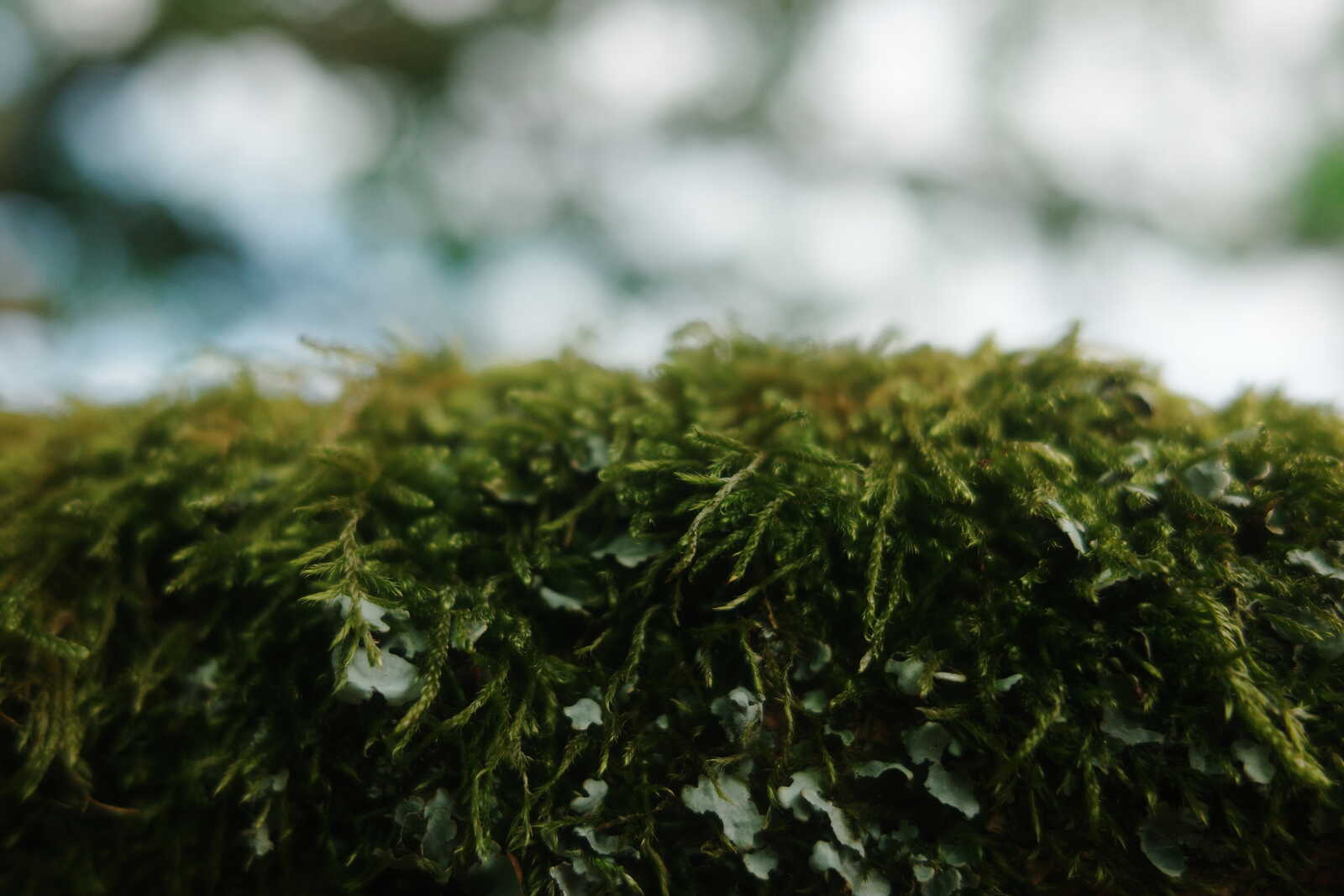 Close-up of vibrant green moss, speckled with raindrops. A blurred background suggests an outdoor setting with foliage and a hint of blue sky.
