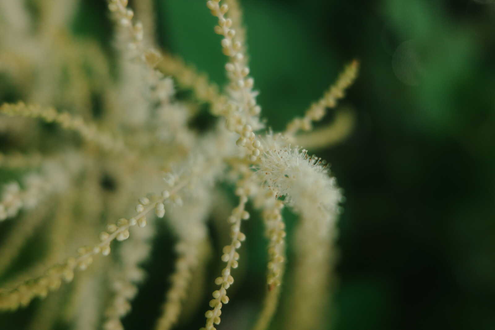 Close-up of delicate, pale yellow flower spikes against a soft green background. The focus captures intricate details and textures.