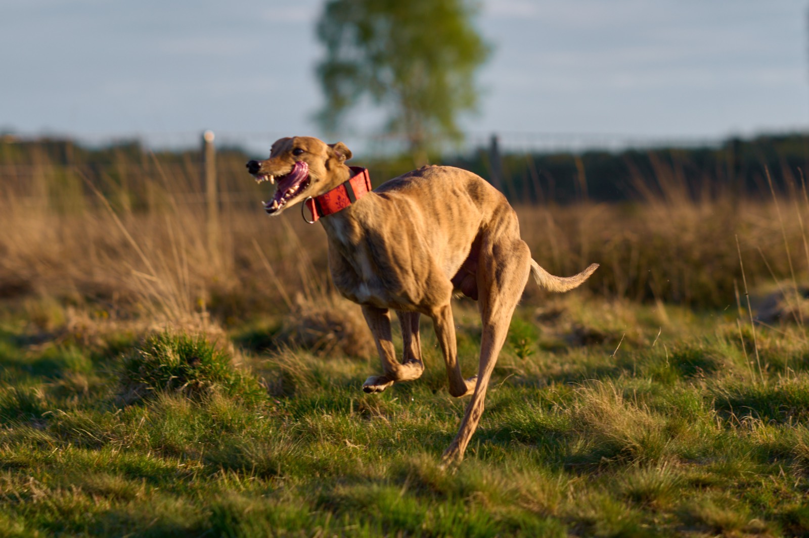 Fast & Furry